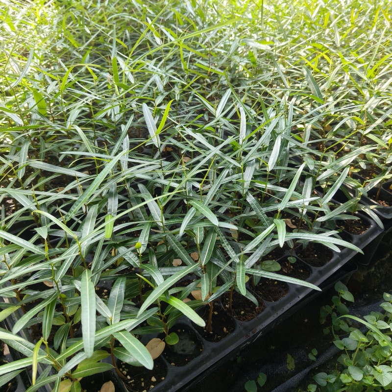 澳洲佛肚树苗昆士兰瓶干树室内盆栽花卉绿植庭院风景树