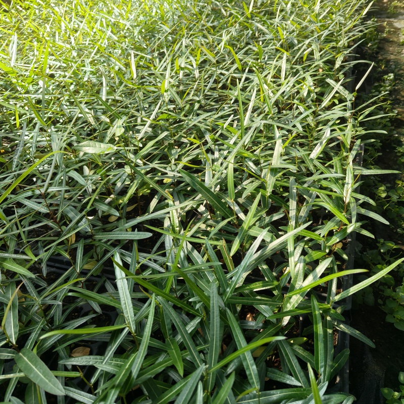 澳洲佛肚树苗昆士兰瓶干树室内盆栽花卉绿植庭院风景树
