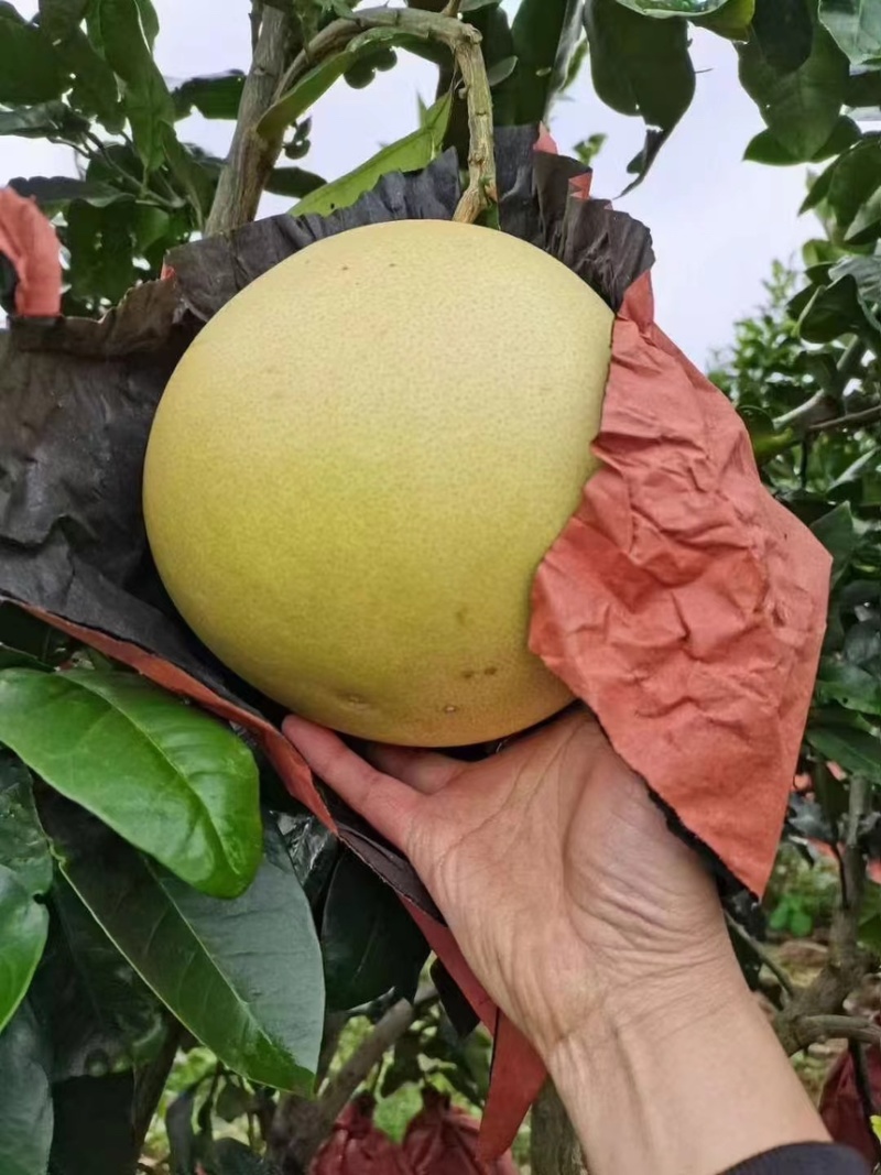 当季柚子红心柚红心蜜柚新鲜蜜柚量大从优全国发货欢迎来电