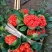 云南大叶高杆滇重楼种子重楼种子华重楼七叶一枝花