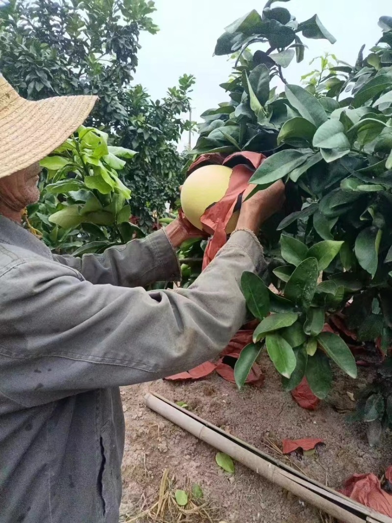 【水分饱满】红心柚当季柚子发货电商商超档口都可以走货
