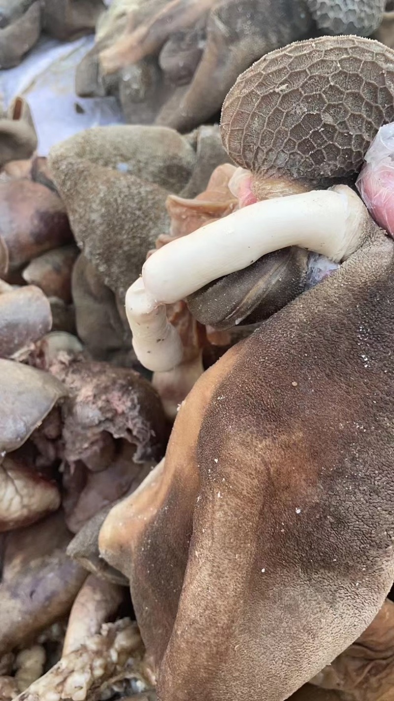 熟羊肚