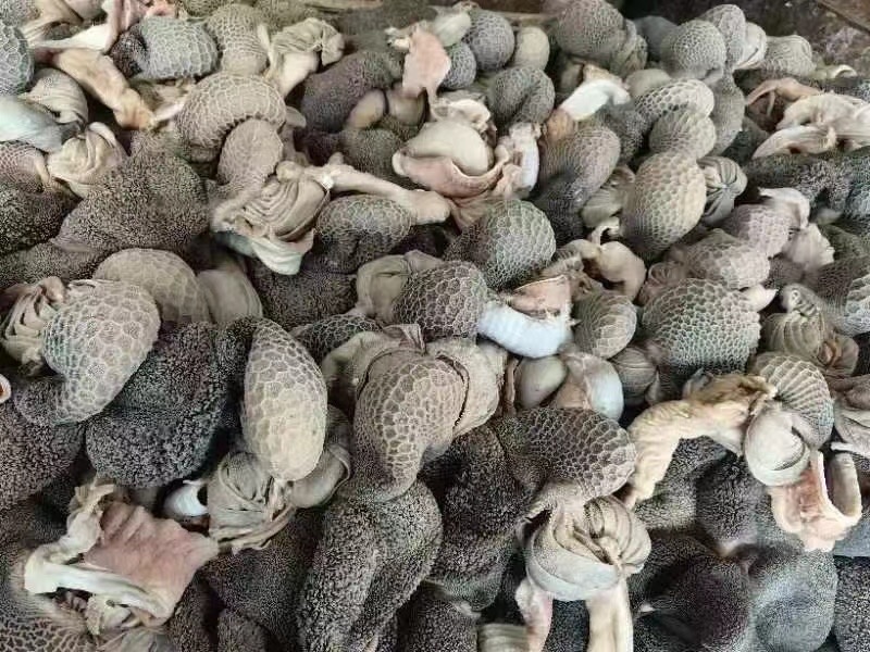 熟羊肚