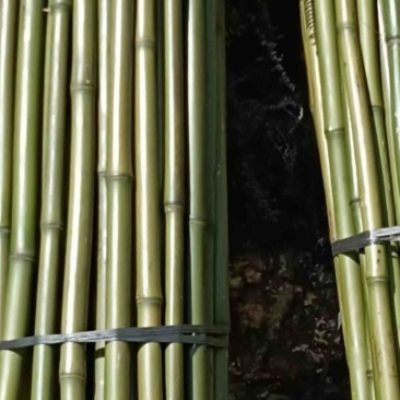 大量黄金竹