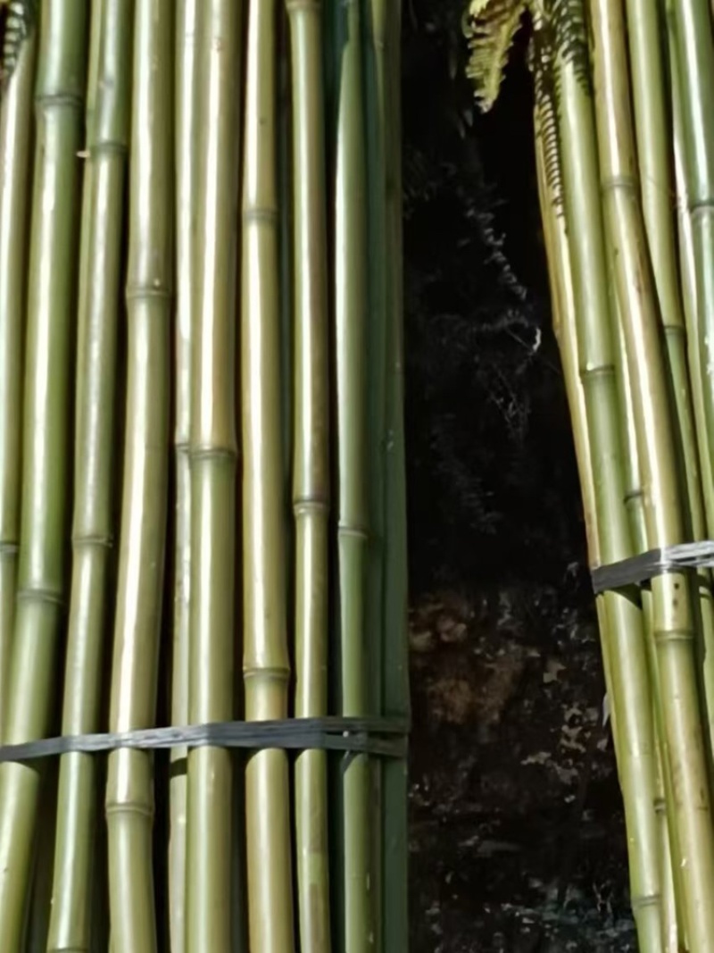 大量黄金竹