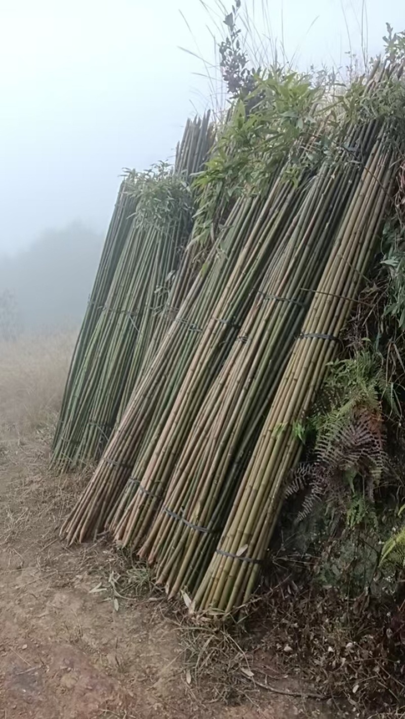 大量黄金竹