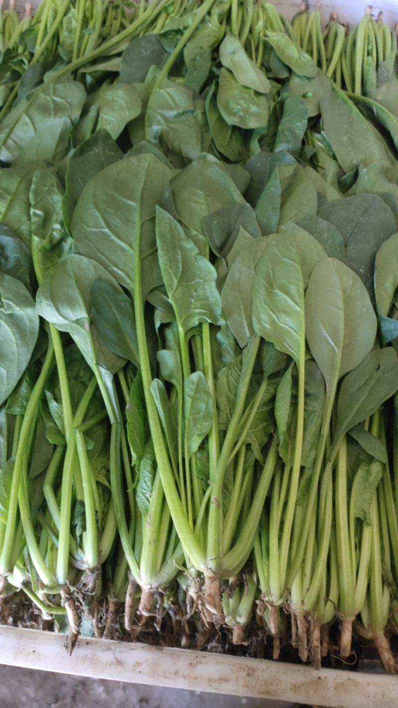 精品大叶菠菜大量上市中，质量优良，按需加工，原产地直发。