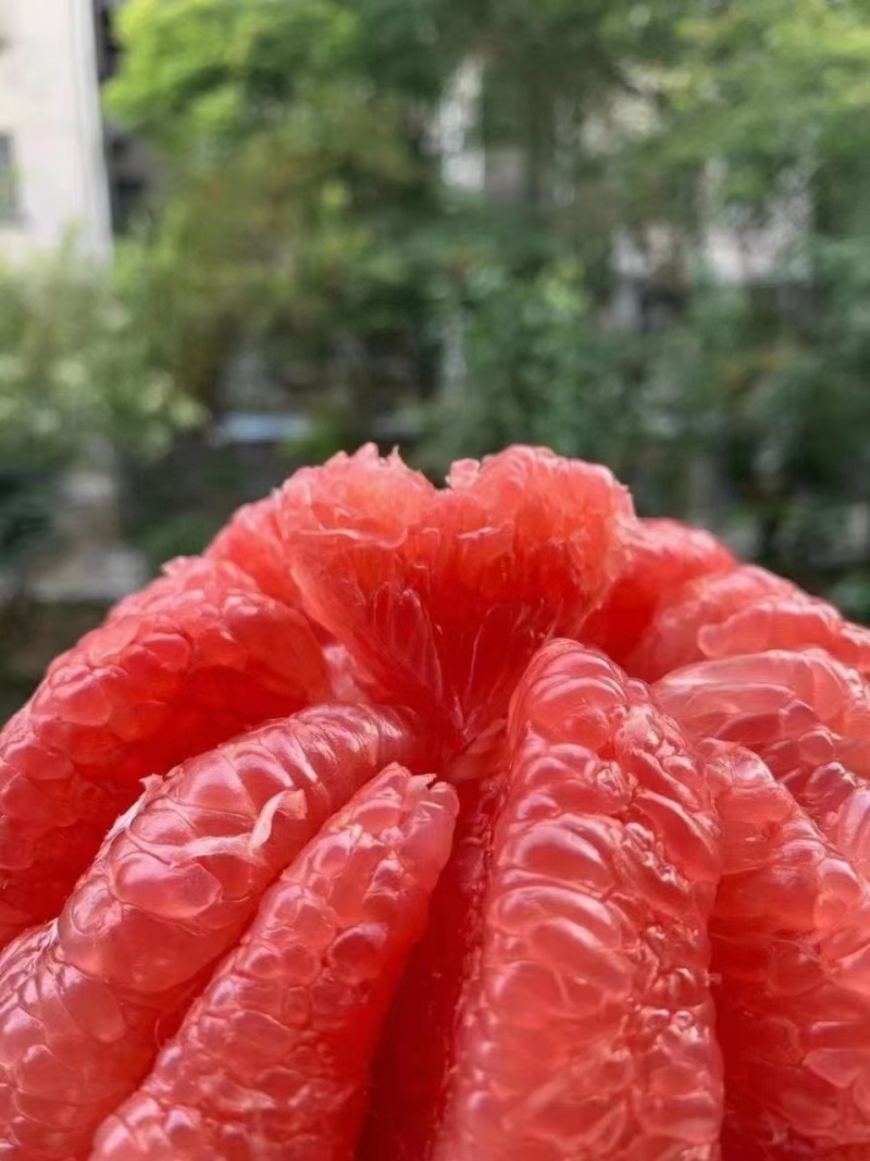 【精选】红心蜜柚湖北蜜柚对接市场电商外贸汁水肉厚