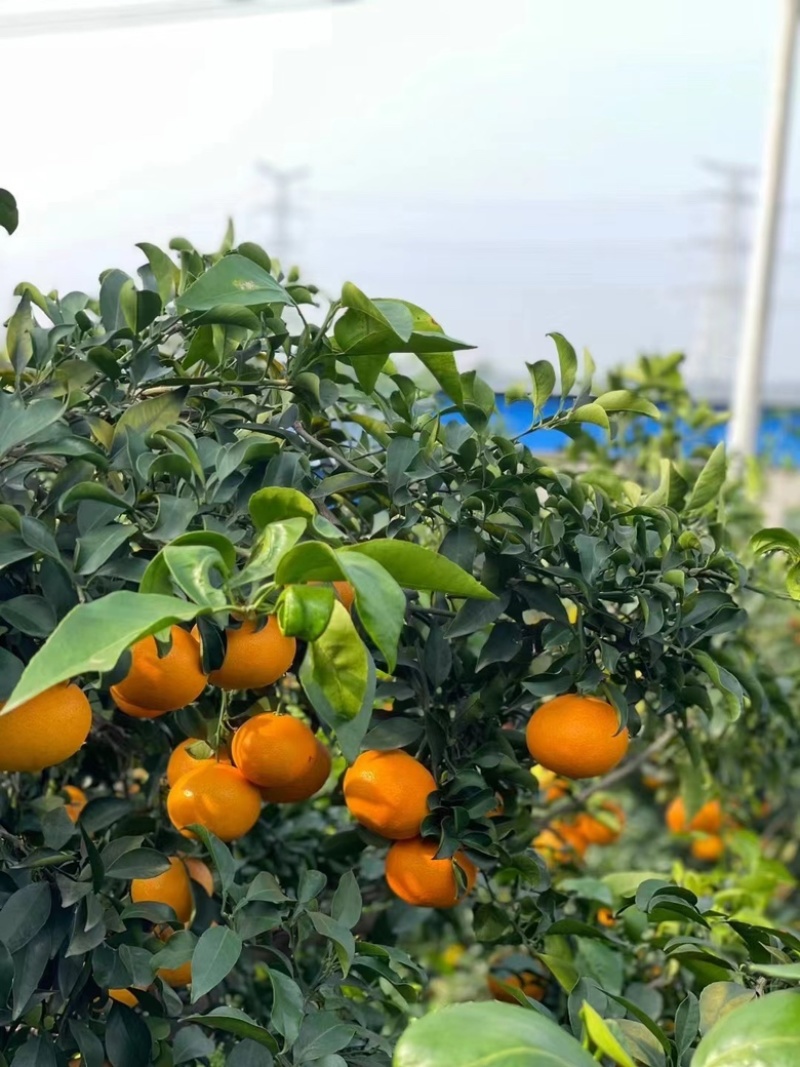 爱媛38号果冻橙一件代发