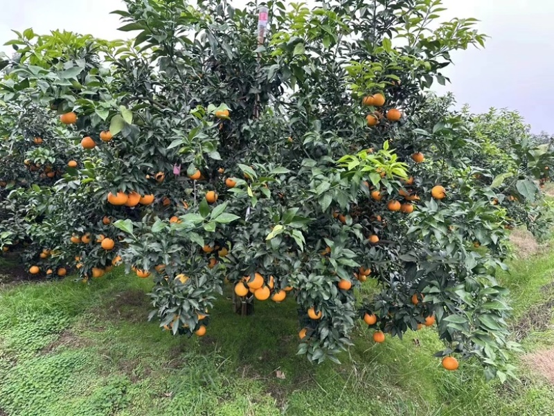 爱媛38号果冻橙一件代发