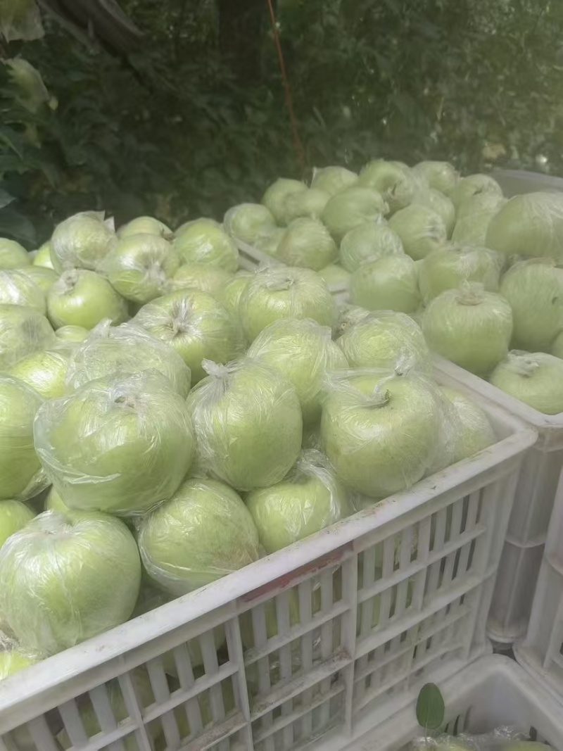 江苏丰县大沙河苹果以大量上市