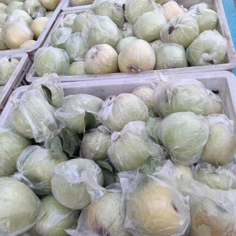 江苏丰县大沙河苹果以大量上市