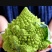 宝塔花优质蔬菜货源充足稳定供货品质好