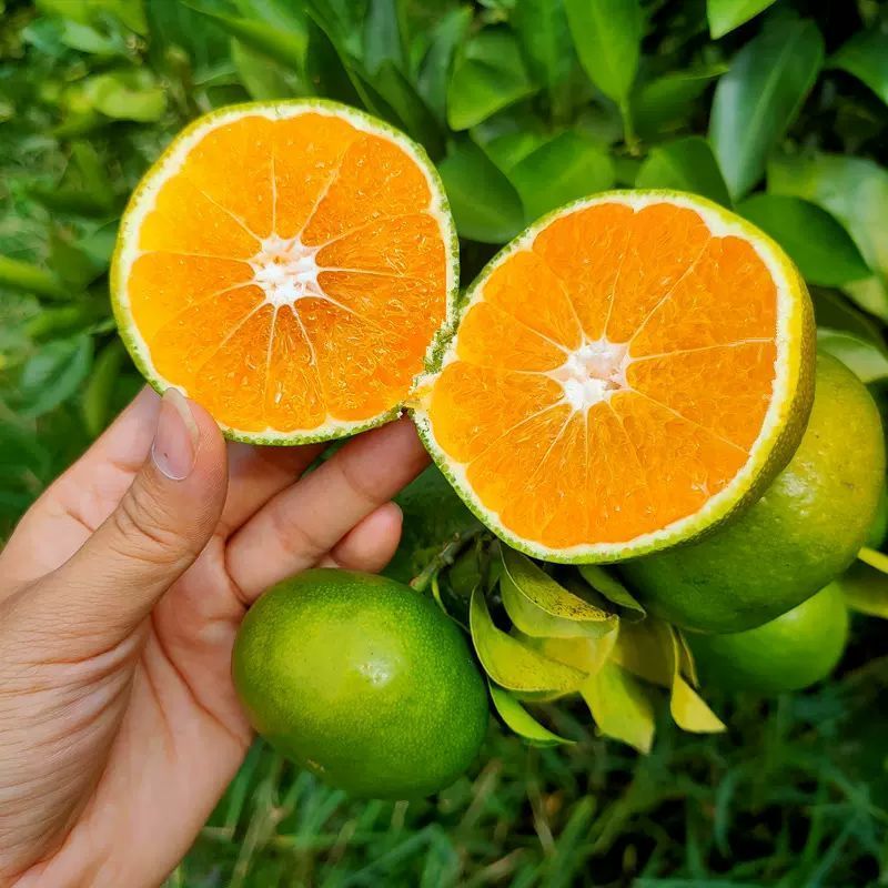 【实力商家】特早蜜橘皮薄多汁味甜现摘现发对接电商
