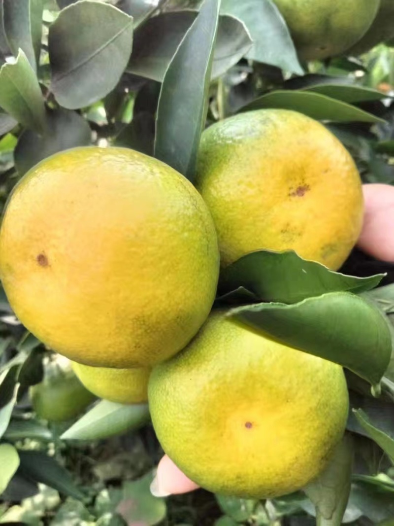 【实力商家】特早蜜橘皮薄多汁味甜现摘现发对接电商