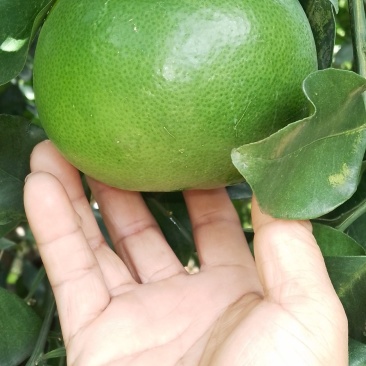 葡萄柚，直接见阳光