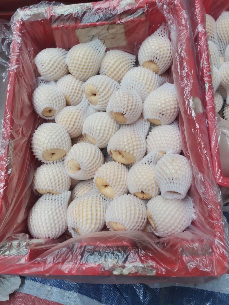 套袋金花梨，可视频看货，原产地直供支持线上交易有保障