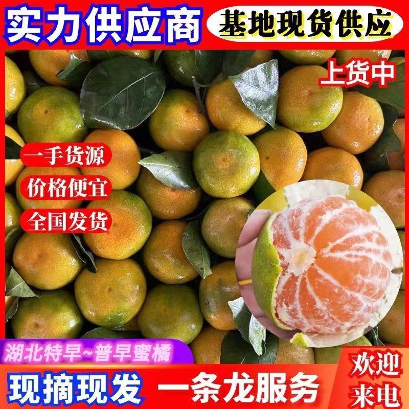 【实力商家】特早蜜橘皮薄多汁味甜现摘现发对接电商
