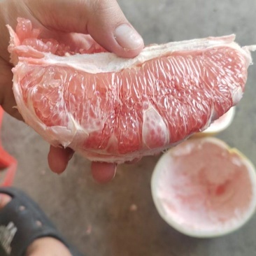 套袋三红柚