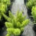 狐尾直立天门冬盆栽植物四季常青