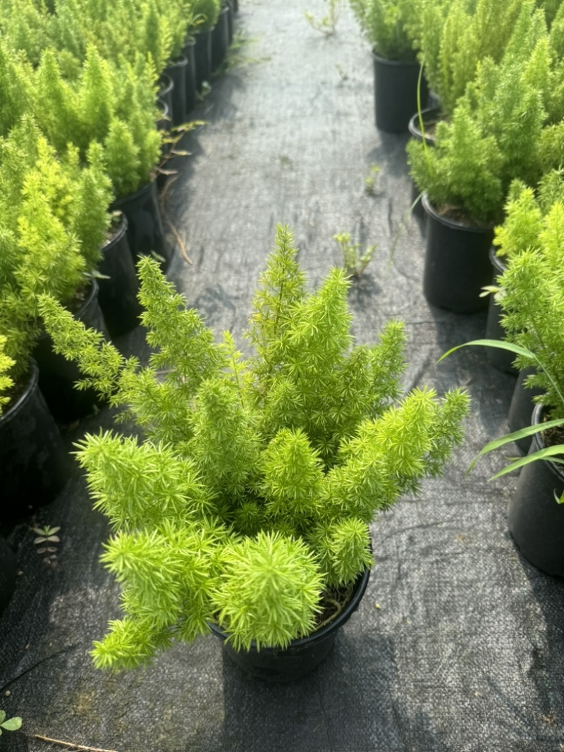 狐尾直立天门冬盆栽植物四季常青