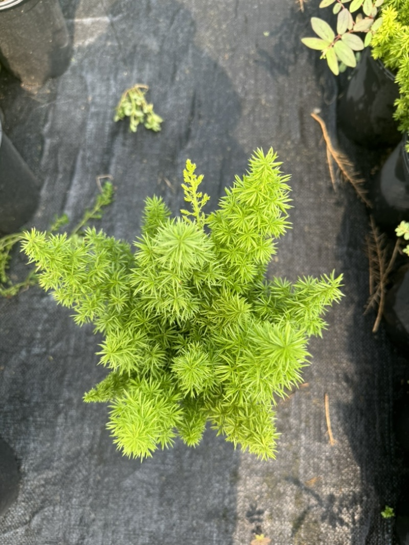 狐尾直立天门冬盆栽植物四季常青