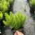 狐尾直立天门冬盆栽植物四季常青
