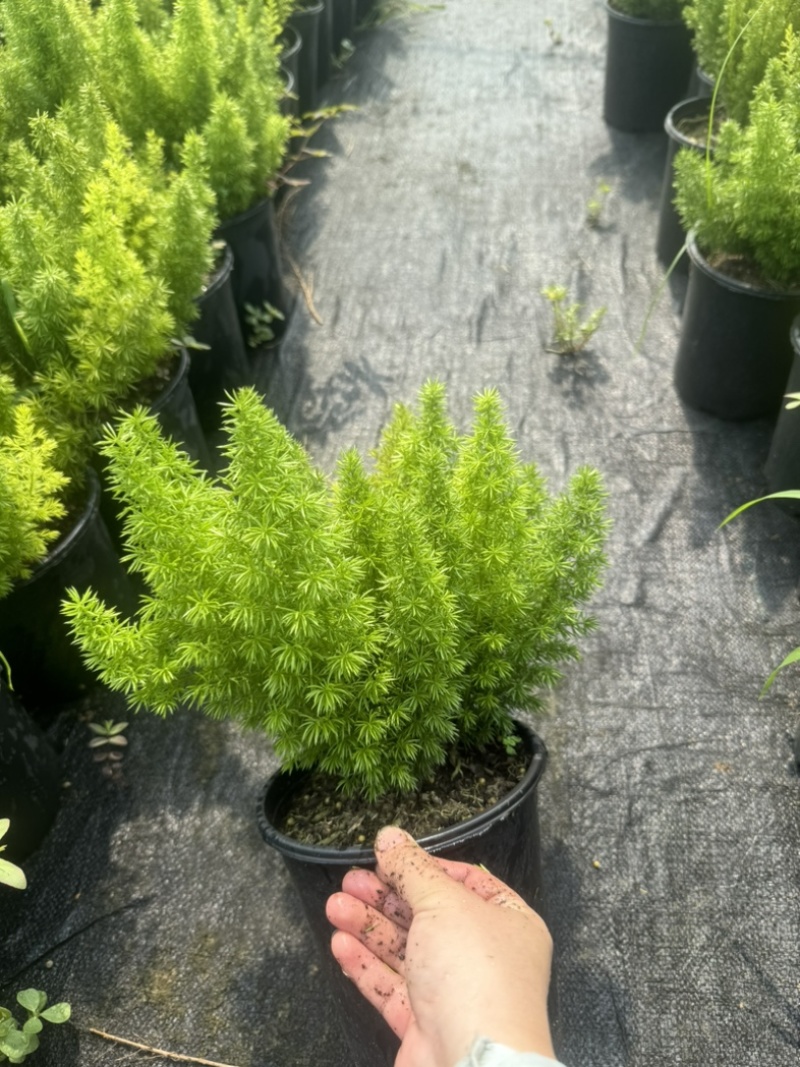 狐尾直立天门冬盆栽植物四季常青