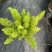 狐尾直立天门冬盆栽植物四季常青