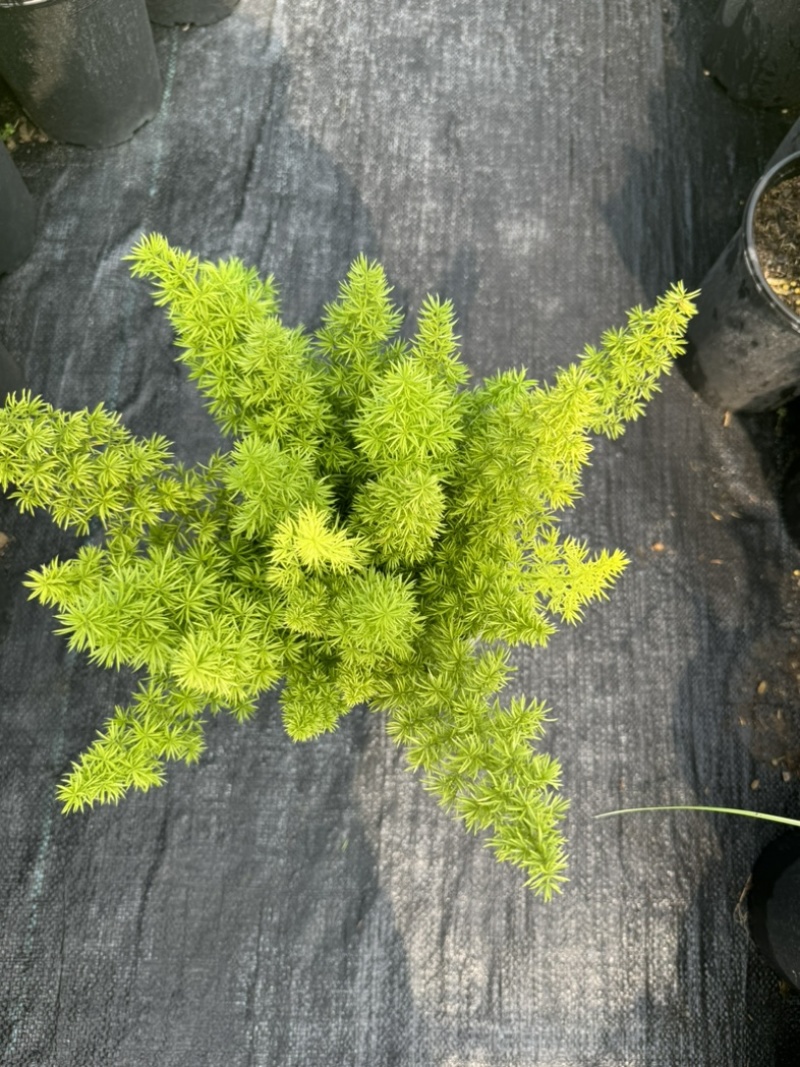 狐尾直立天门冬盆栽植物四季常青