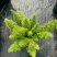 狐尾直立天门冬盆栽植物四季常青