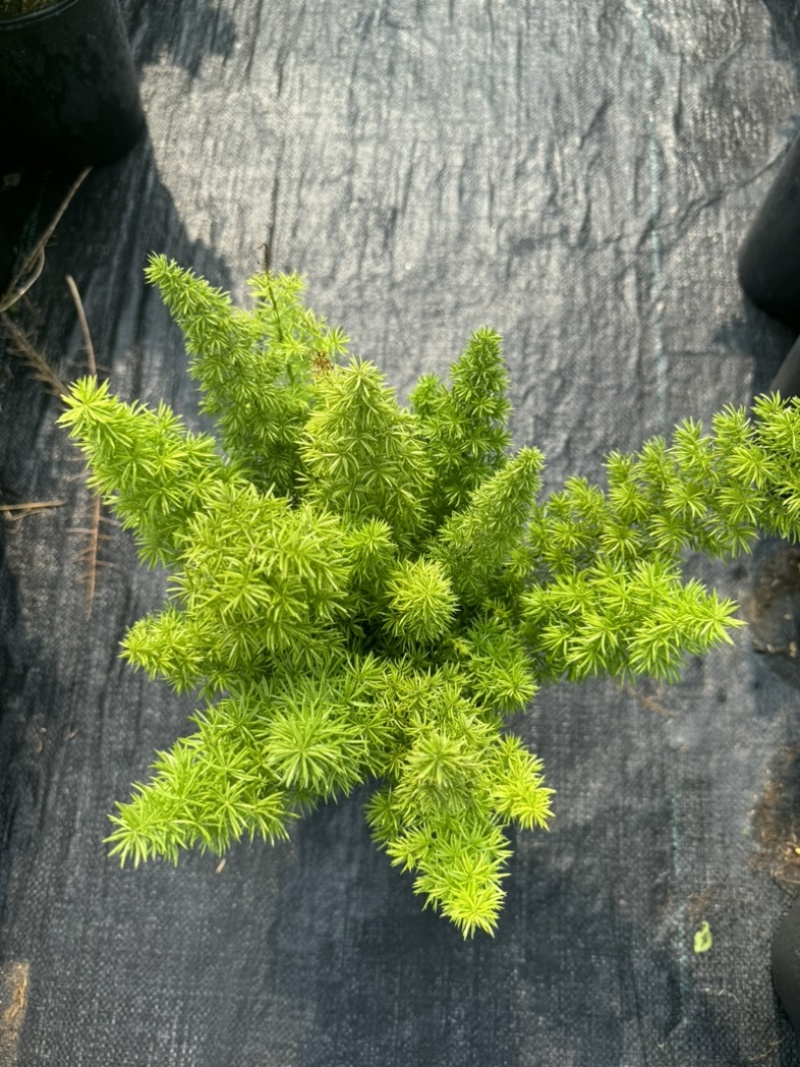 狐尾直立天门冬盆栽植物四季常青