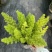 狐尾直立天门冬盆栽植物四季常青