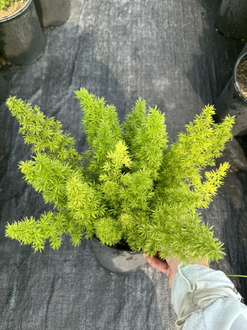 狐尾直立天门冬盆栽植物四季常青