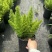 狐尾直立天门冬盆栽植物四季常青