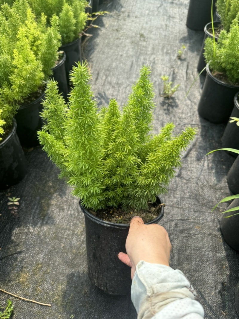 狐尾直立天门冬盆栽植物四季常青