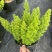 狐尾直立天门冬盆栽植物四季常青