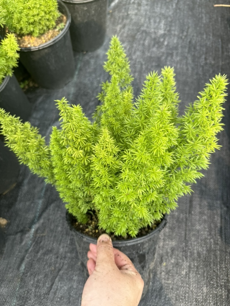 狐尾直立天门冬盆栽植物四季常青