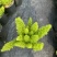 狐尾直立天门冬盆栽植物四季常青