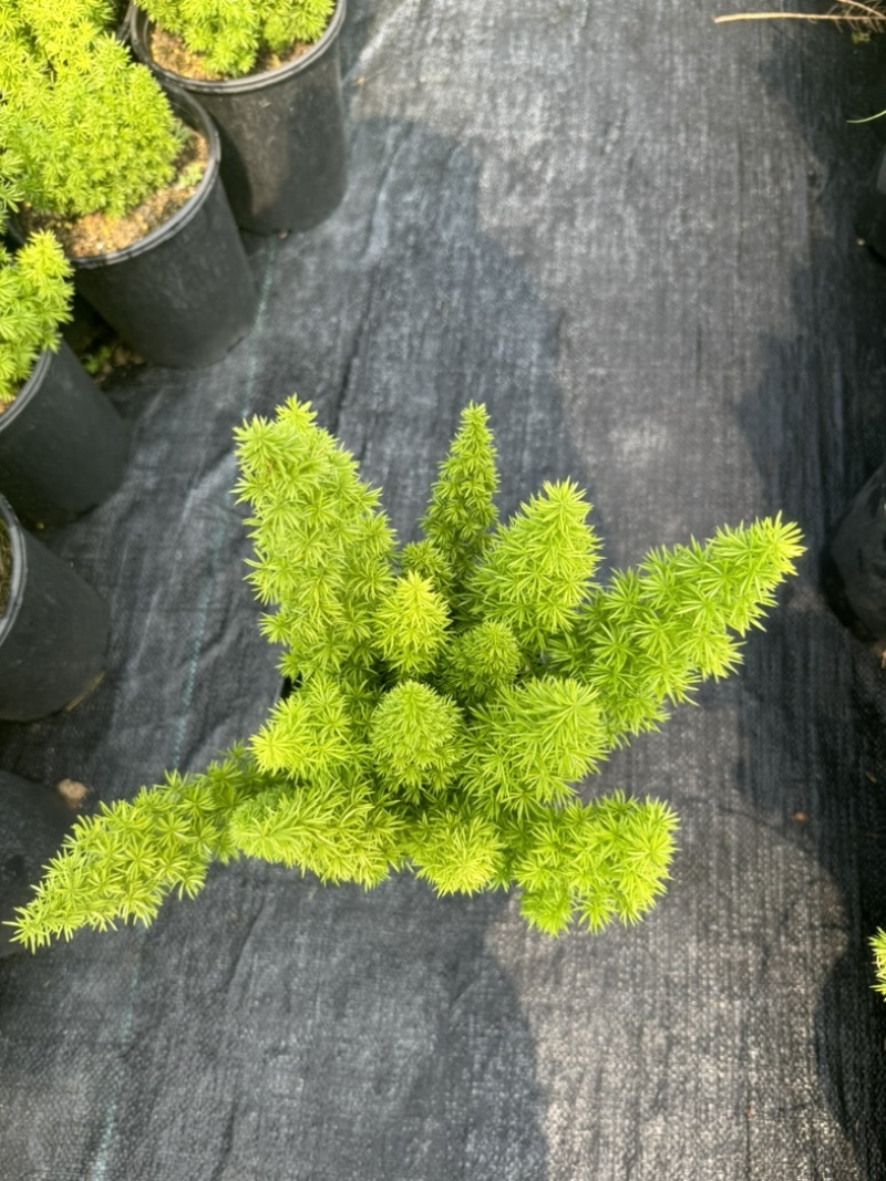 狐尾直立天门冬盆栽植物四季常青