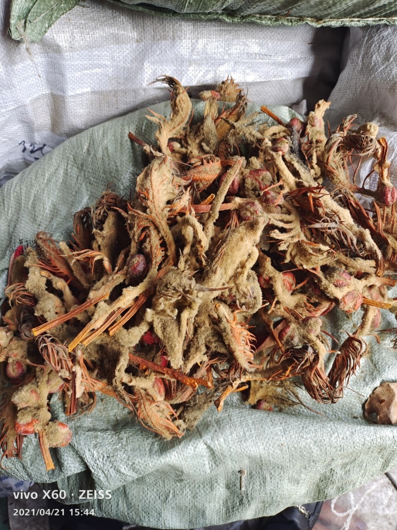 铁树花，一手货源，常年有大货