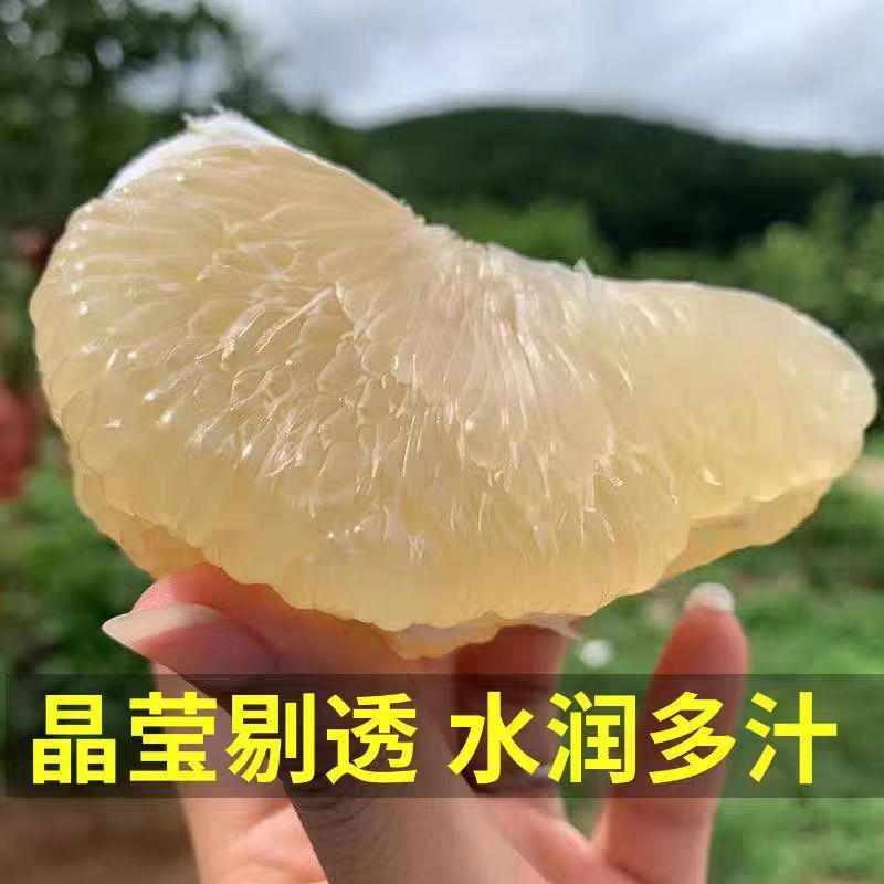 【白心蜜柚】湖北蜜柚大量供应水润多汁色香柚人精选