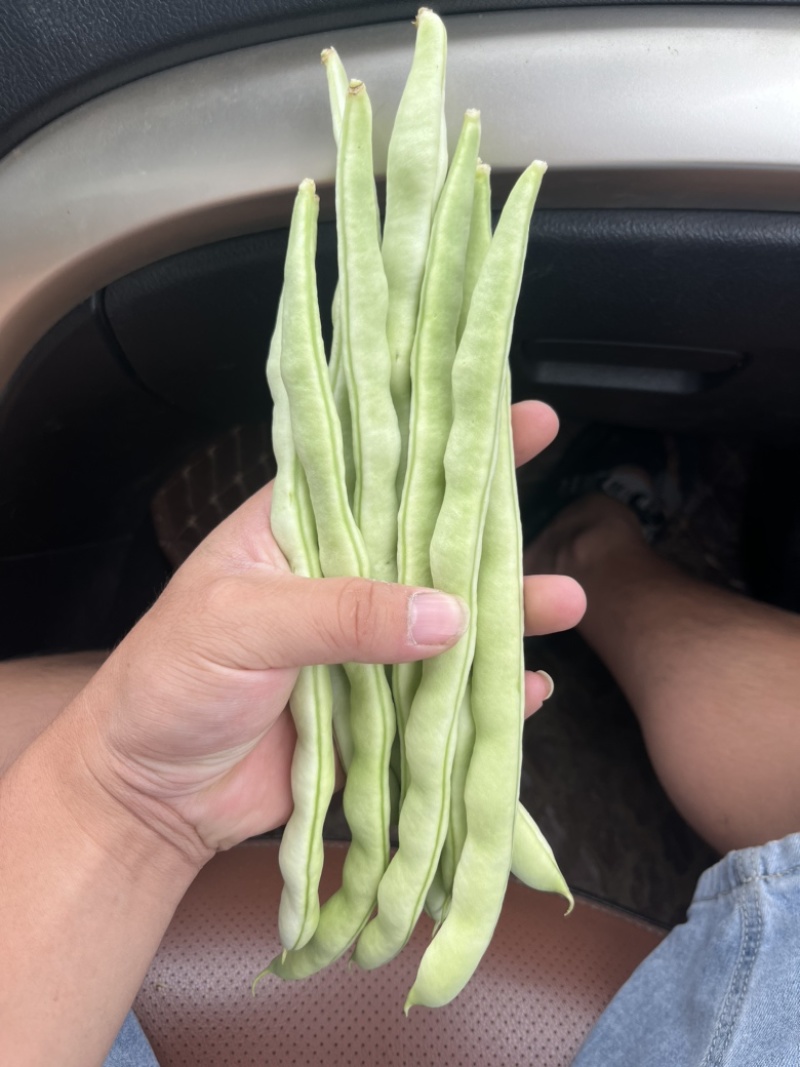 白豆