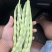 白豆