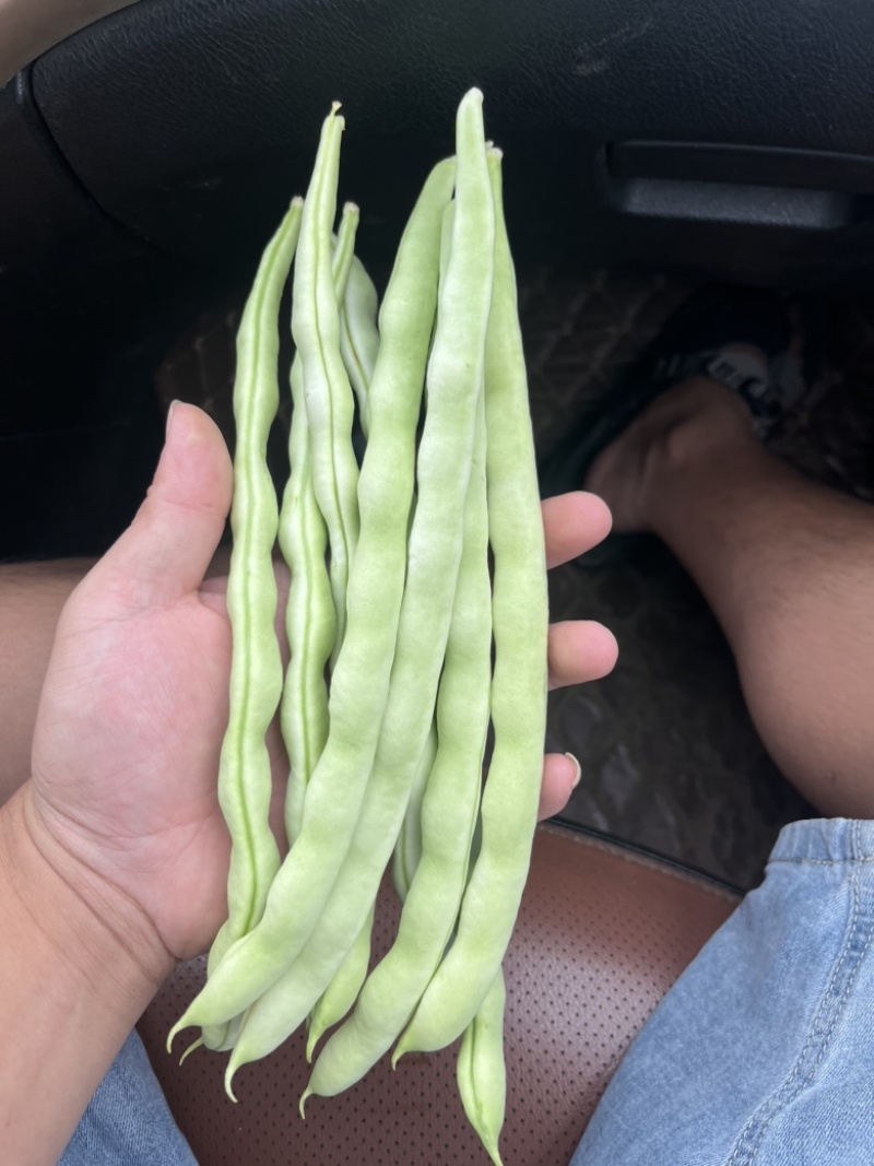 白豆