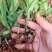 白芨苗