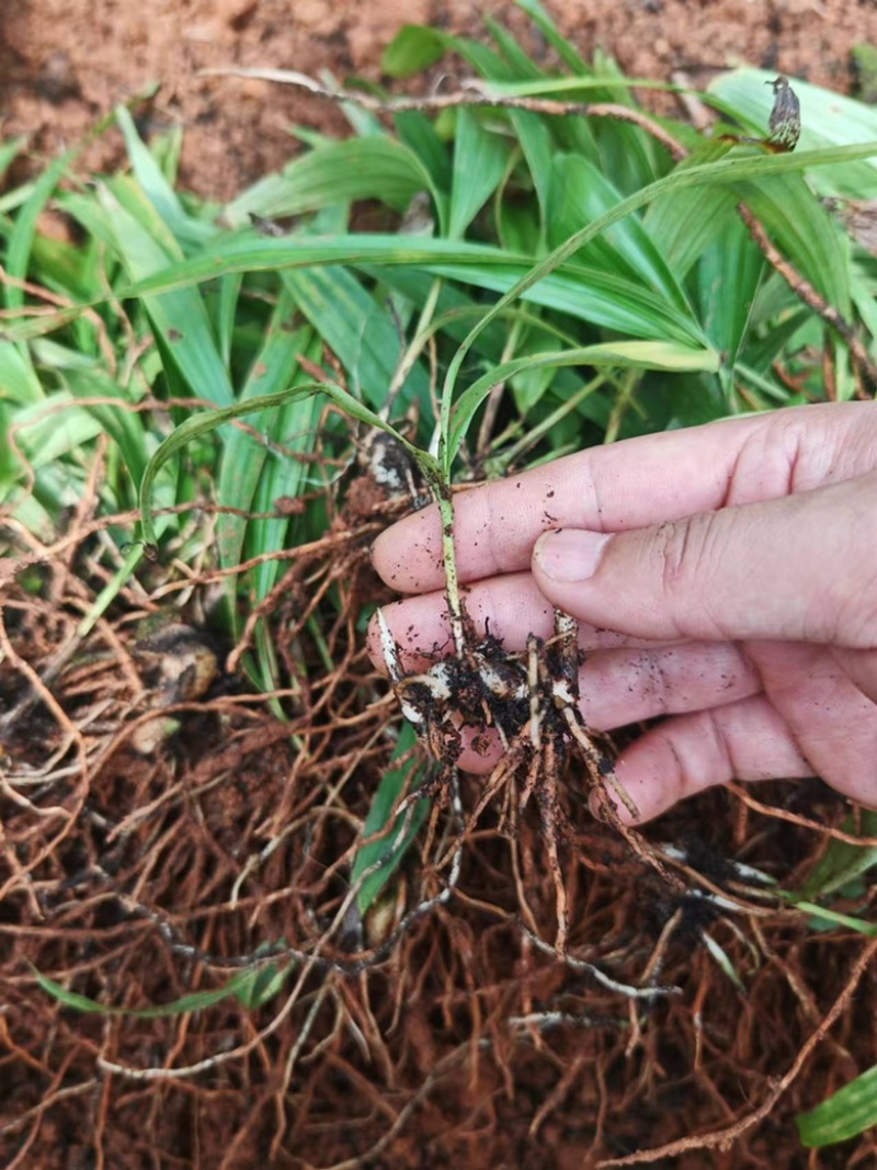 白芨苗