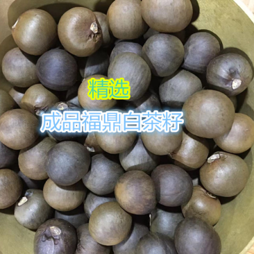 福鼎白茶籽茶籽茶树种子