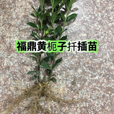 福建福鼎黄栀子苗扦插栀子苗