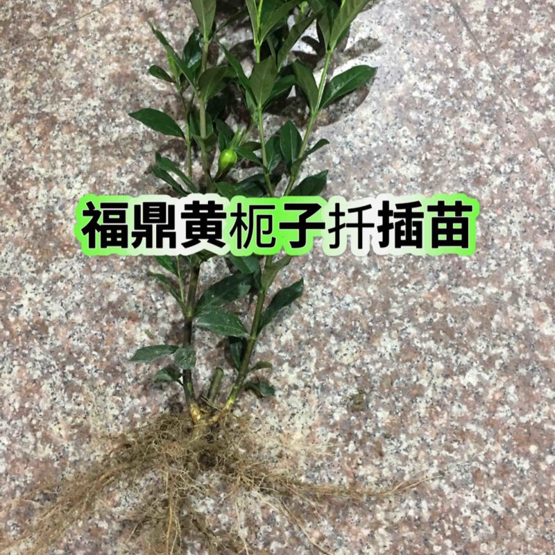 福建福鼎黄栀子苗扦插栀子苗